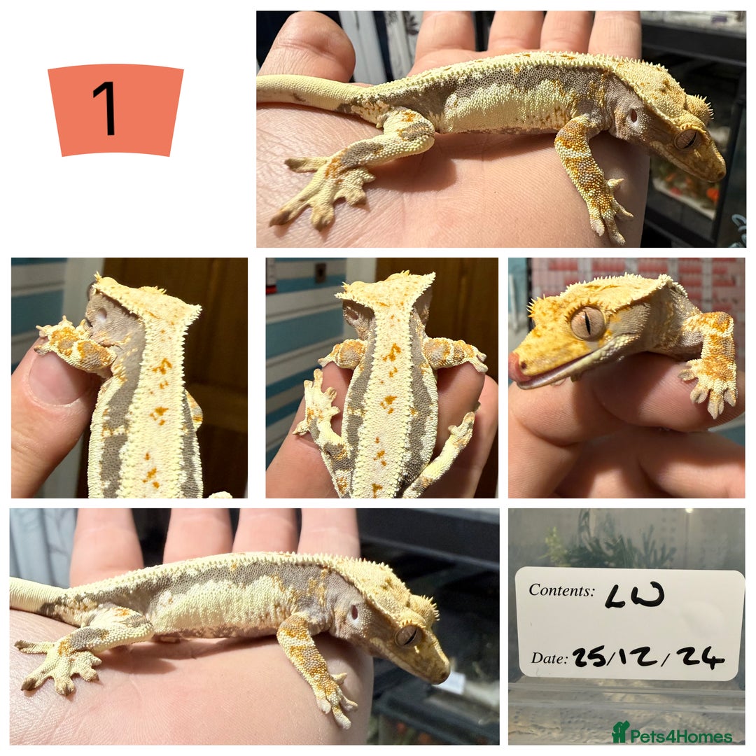 Gecko reptiles for sale: Lilywhite Crested Geckos  - Image 2