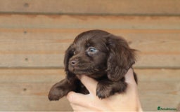 Mixed Breed dogs for sale: Chiweenie Puppies For Sale  - Image 18