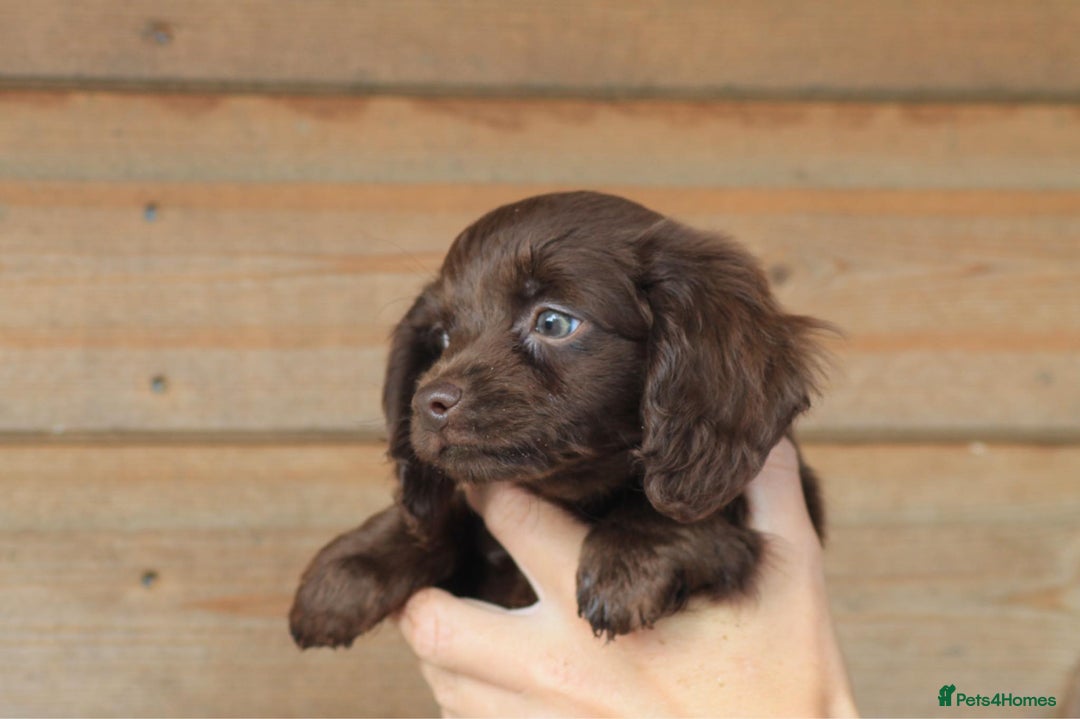 Mixed Breed dogs for sale: Chiweenie Puppies For Sale  - Image 18