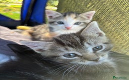 Mixed Breed cats for sale: 3 cute kittens ready for new home - Image 13