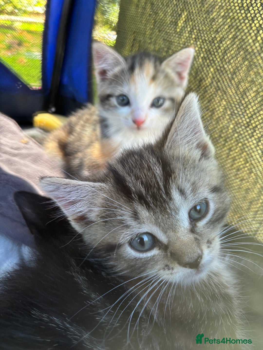 Mixed Breed cats for sale: 3 cute kittens ready for new home - Image 13