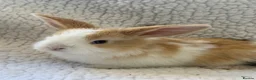 Mini Lop rabbits for sale: Outstanding litter of mini lop babies  - Advert 4