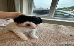 Toy Poodle dogs for sale: KC registered toy poodles - Image 11