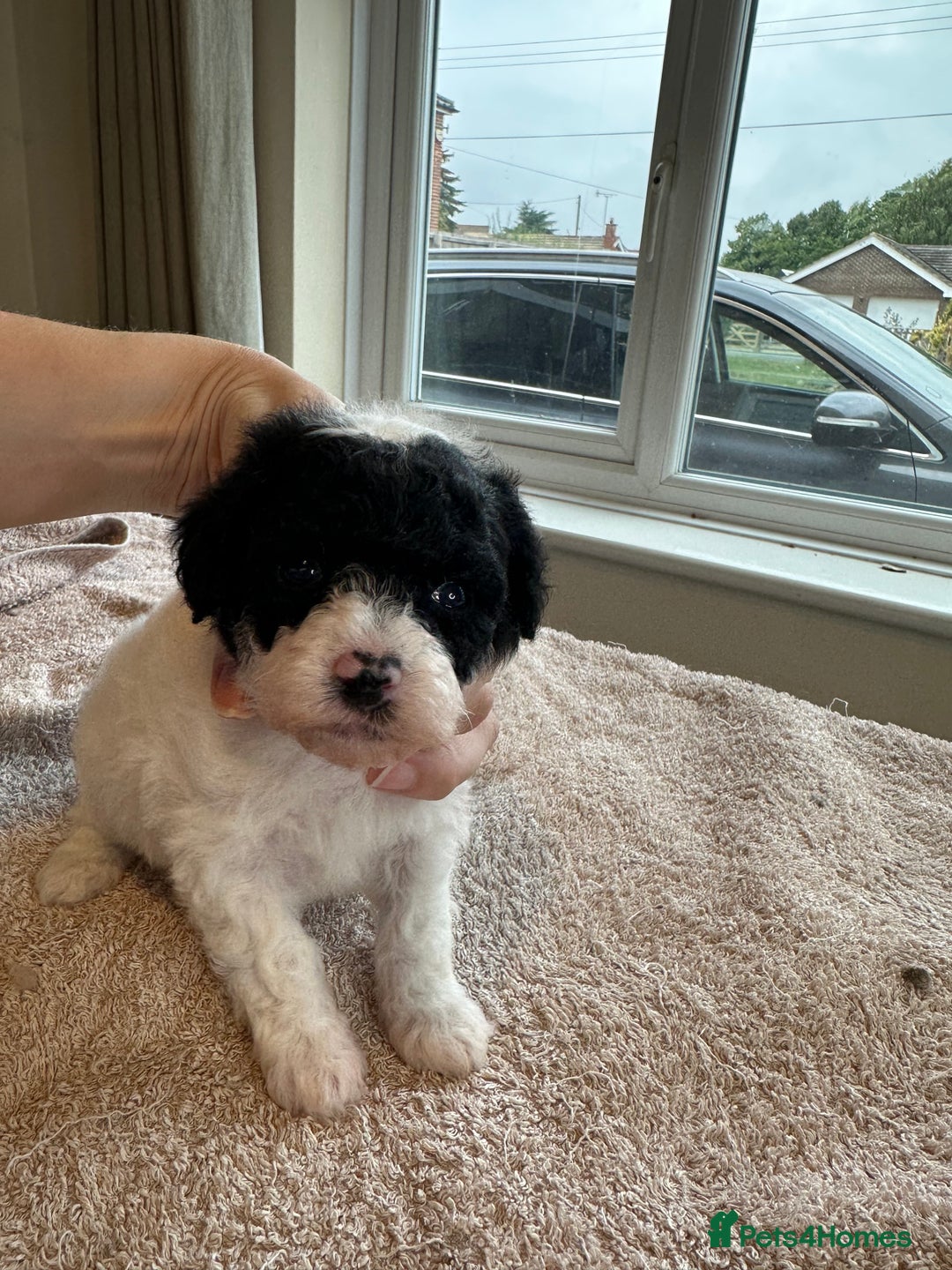 Toy Poodle dogs for sale: KC registered toy poodles - Image 11