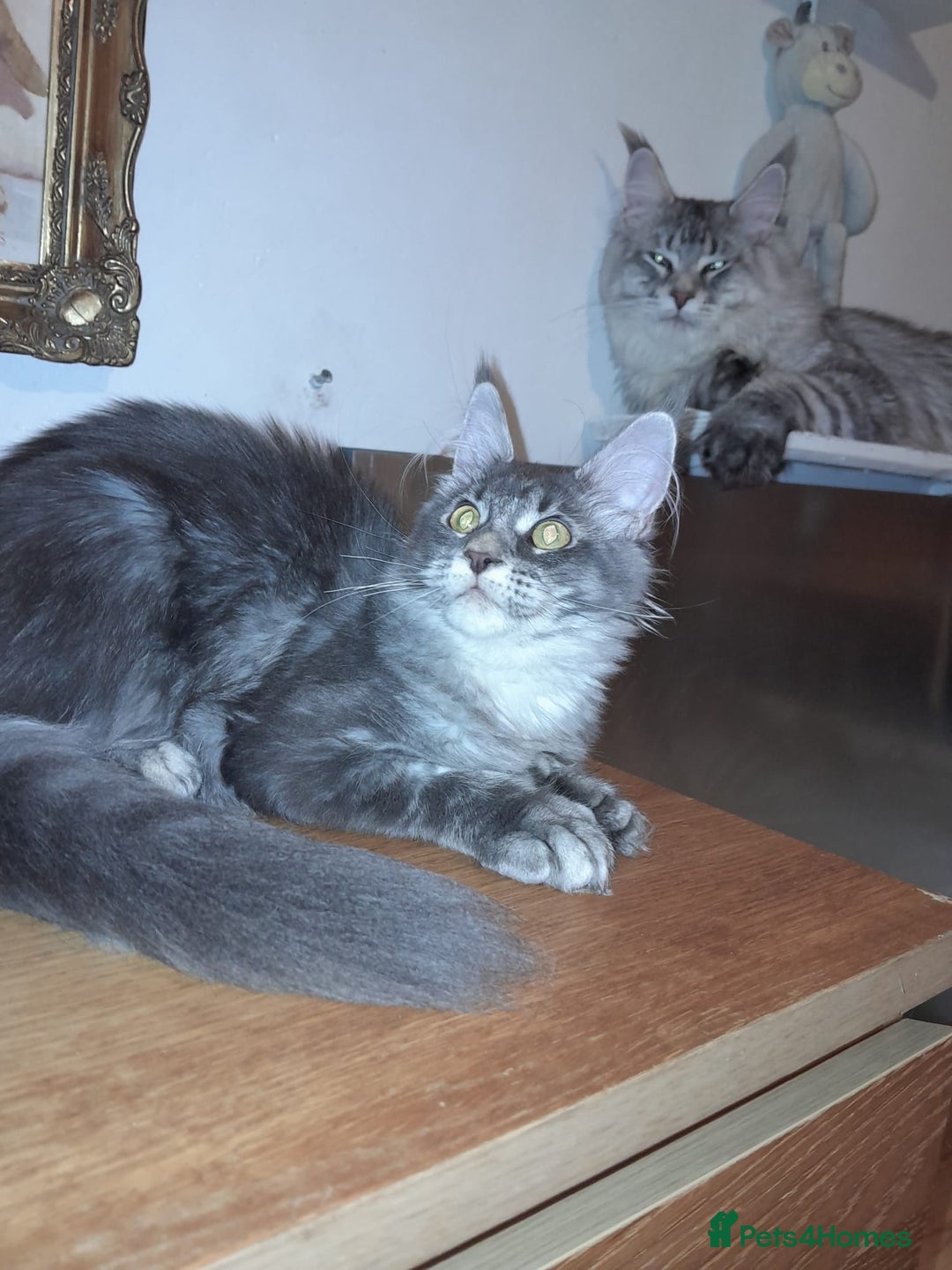 Maine Coon cats for sale: Polydactyl SolidBlue/BlackSilver Girls Maine Coon - Advert 20