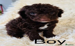 Cockapoo dogs for sale: stunning merle cockapoo puppies, ready 21st august - Image 7