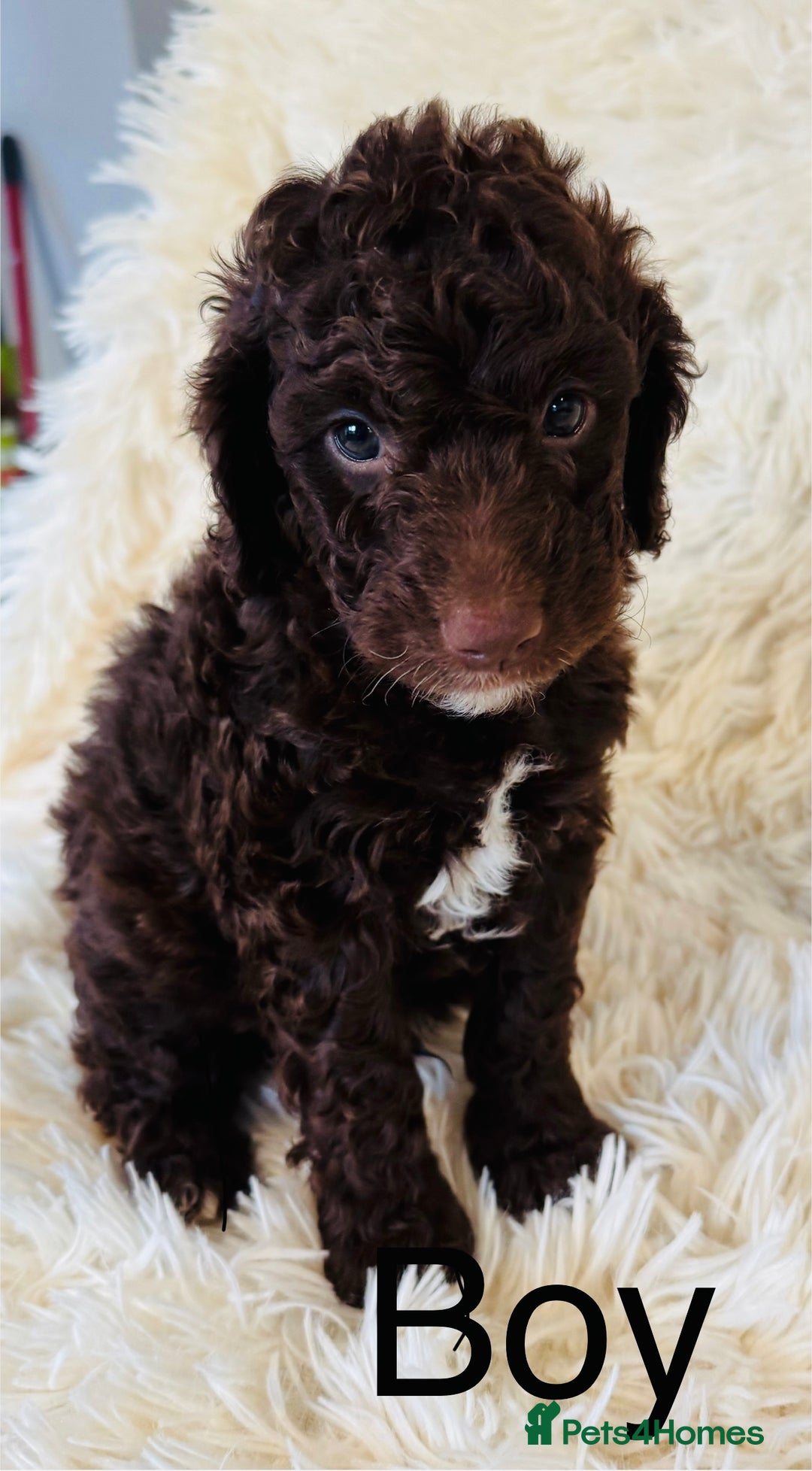 Cockapoo dogs for sale: stunning merle cockapoo puppies, ready 21st august - Image 7