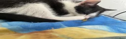 Mixed Breed cats for sale: Kittens are ready now  - Advert 10