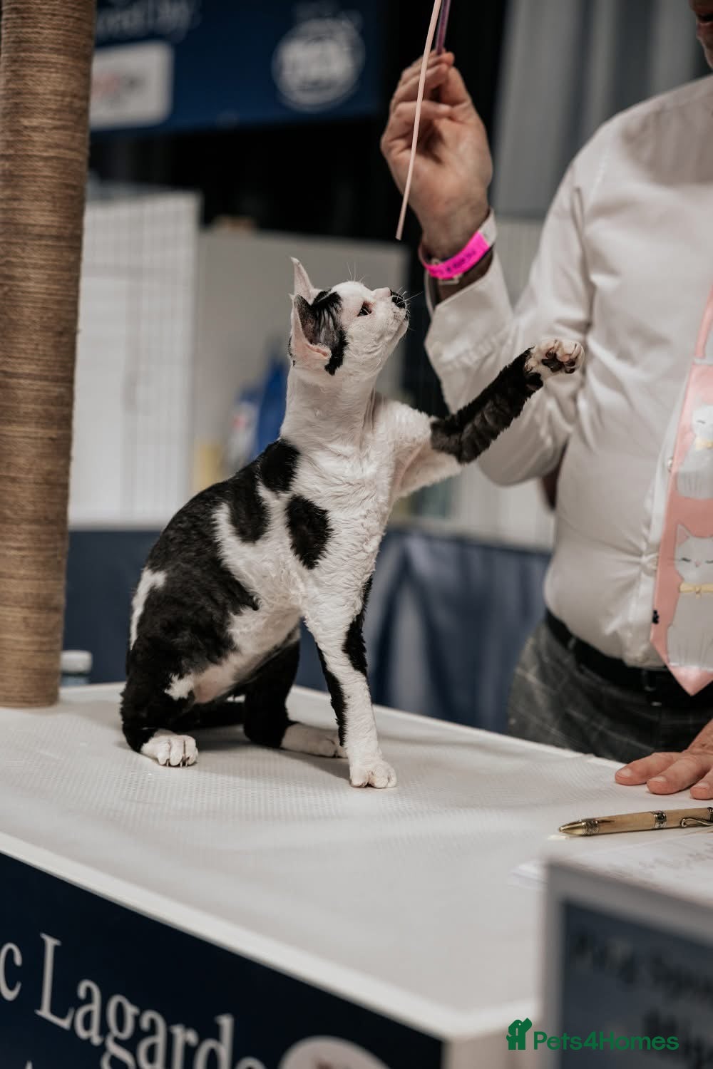 Devon Rex cats Super amazing boy for stud - Advert 2