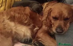 Golden Retriever dogs for sale: **True Gold** Pure Golden Retriever Puppies - Image 17