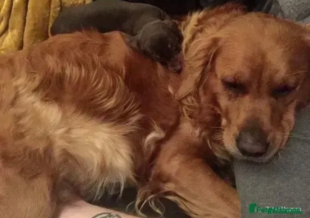 Golden Retriever dogs for sale: **True Gold** Pure Golden Retriever Puppies - Image 17