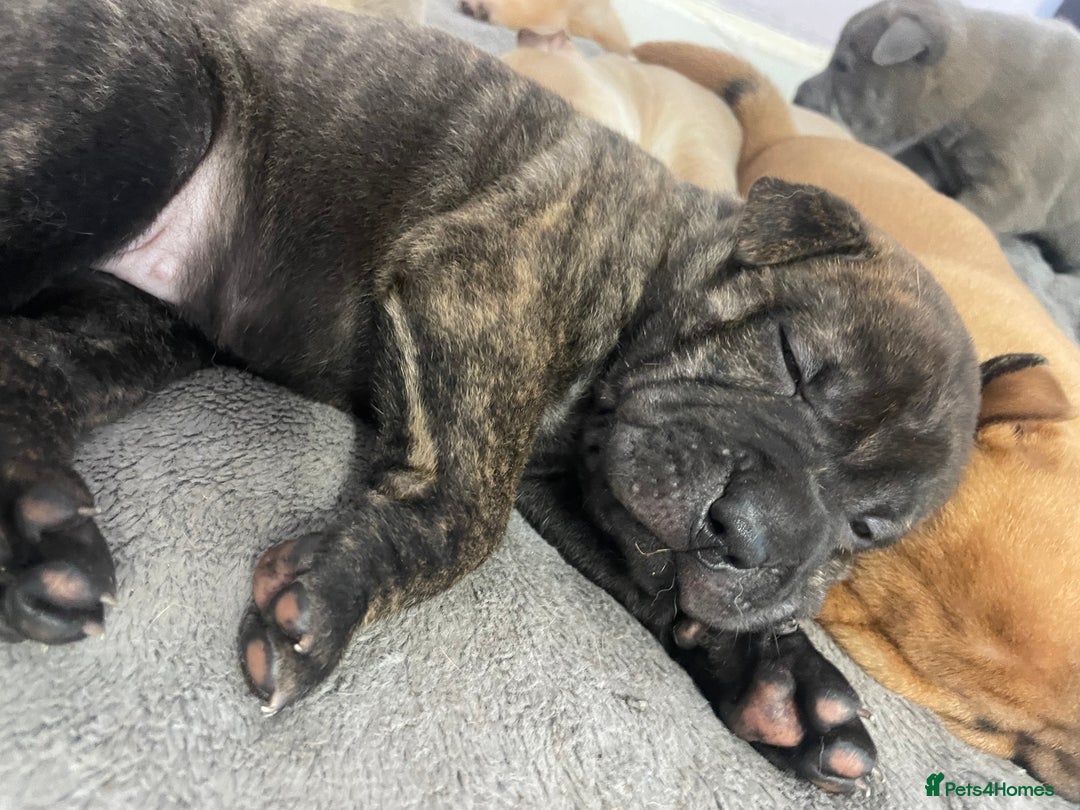 Mixed Breed dogs for sale: Staffie/sharpei pups  - Image 6