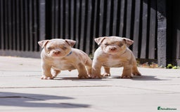 American Bully dogs for sale: REAL QUALITY BULLYS  - Image 8