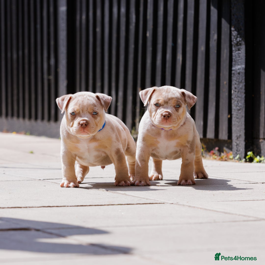 American Bully dogs for sale: REAL QUALITY BULLYS  - Image 8
