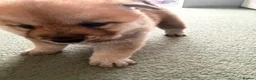 Mixed Breed dogs for sale: Chowski puppy’s  - Advert 6
