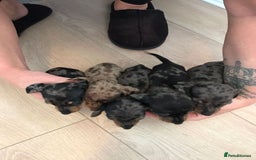 Dachshund dogs for sale: Minature dashunds 💙 1 boy left ready now 💙 - Image 5
