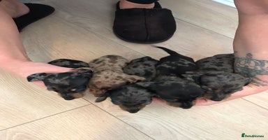 Dachshund dogs - Advert 14