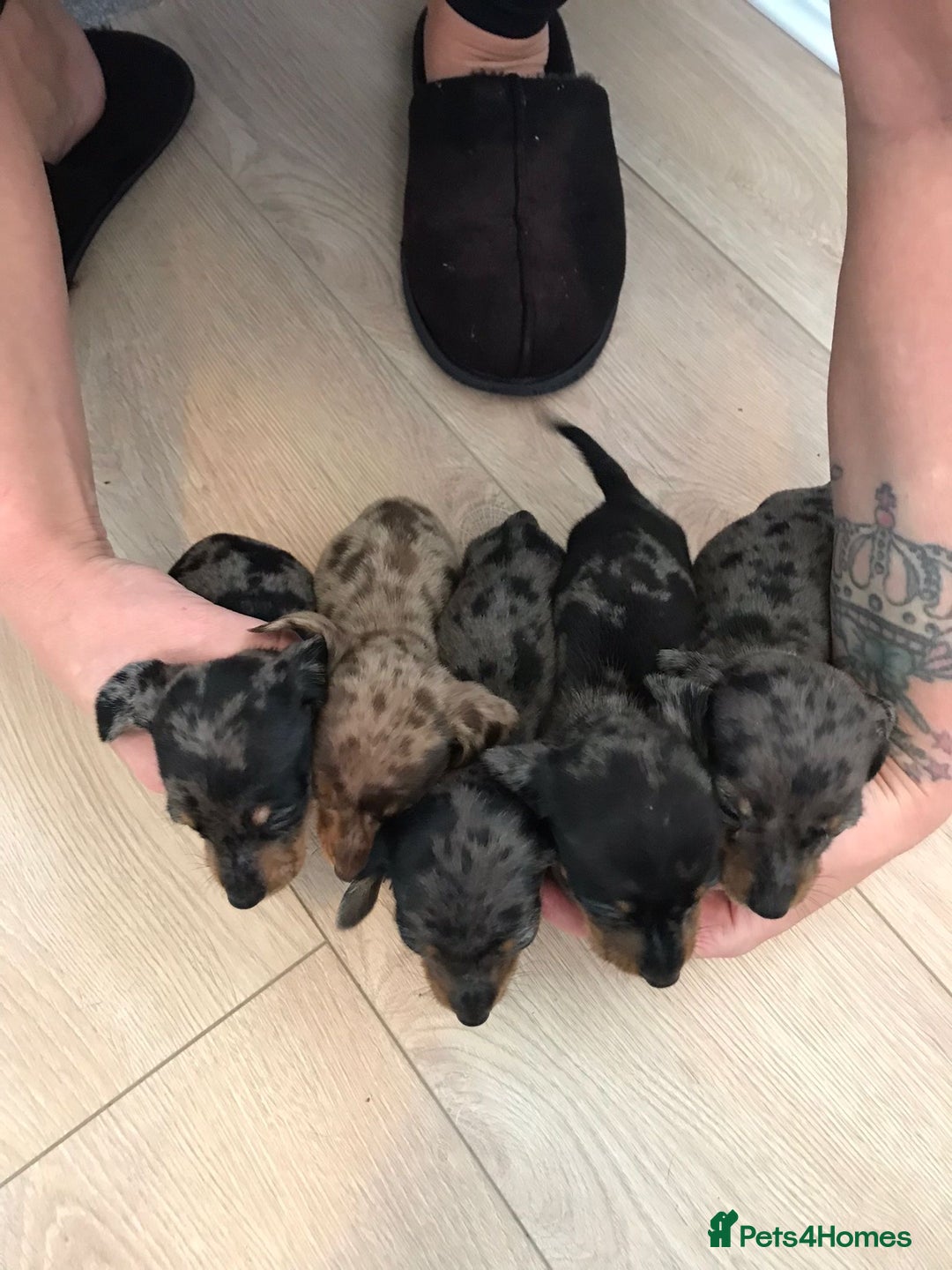 Dachshund dogs for sale: Minature dashunds 💙 1 boy left ready now 💙 - Image 5
