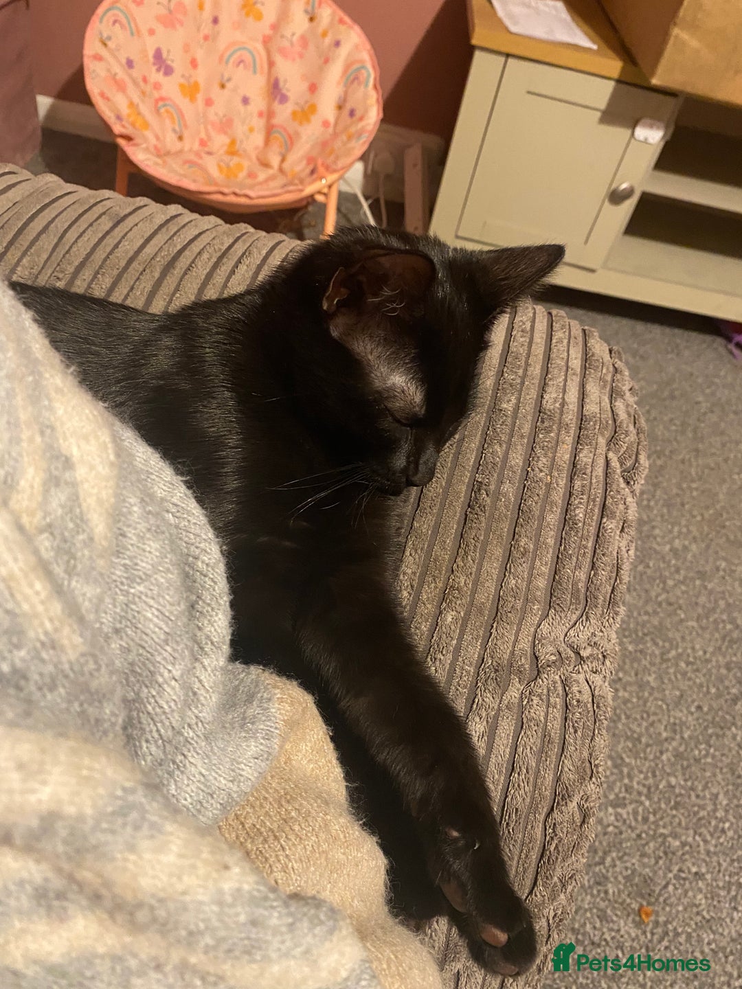 Mixed Breed cats for sale: Black male cat  - Image 2