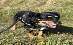 Mixed Breed dogs for adoption: Sweet Bubu Looking For Love  - Image 14