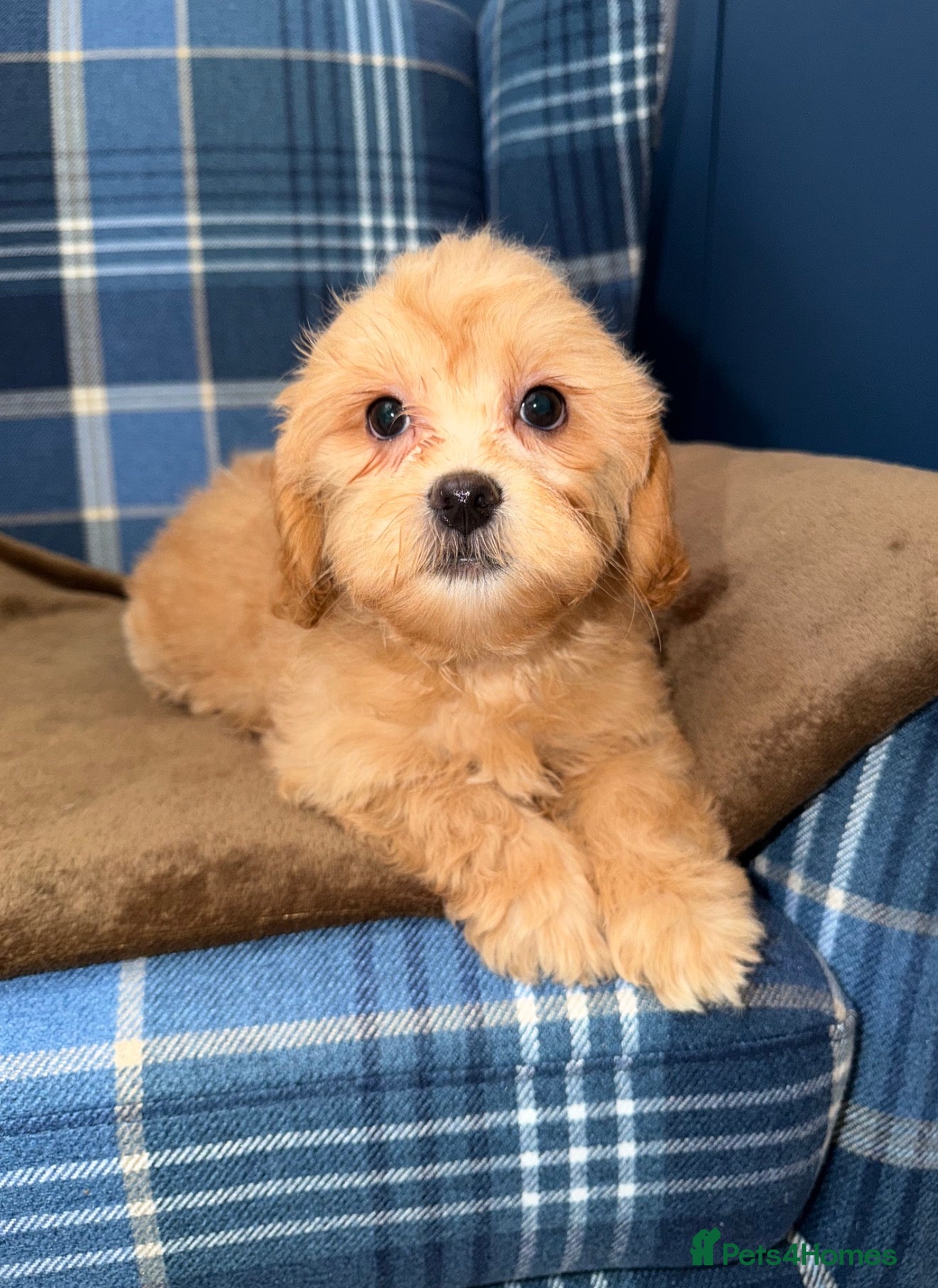 Shihpoo dogs 🧡💛🧡Stunning F1 Shihpoo Puppies💛🧡💛 - Advert 1