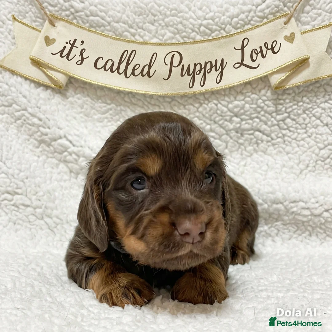 Cocker Spaniel dogs for sale: Working cocker spaniels - Advert 13