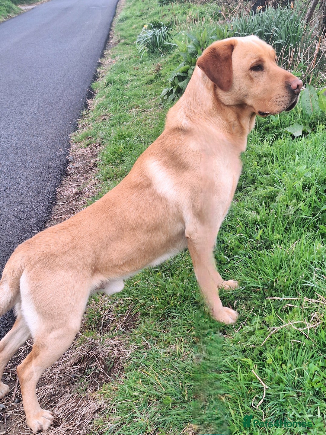 Labrador Retriever dogs for stud: Standing at Stud.  - Advert 3