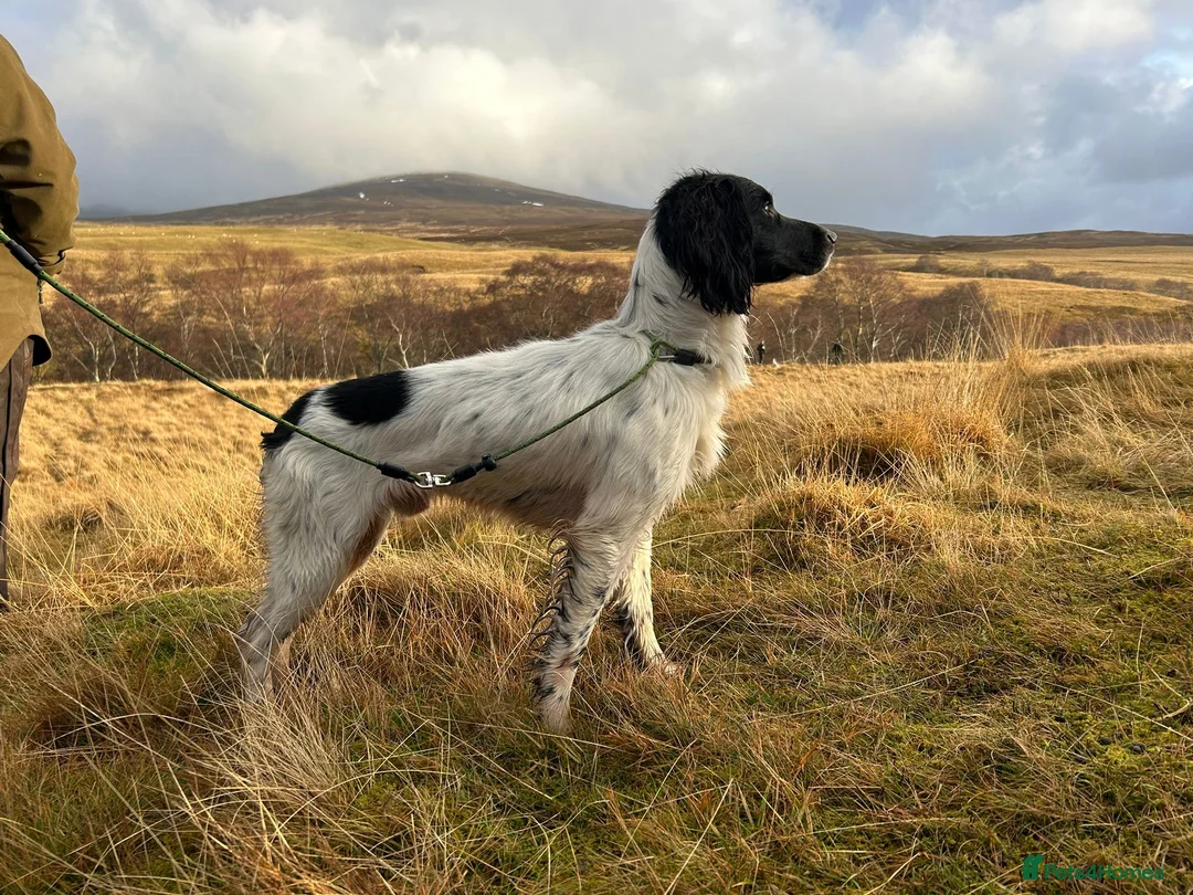English Springer Spaniel dogs for stud: At Stud - OFTW Rosebay Starling - Advert 1