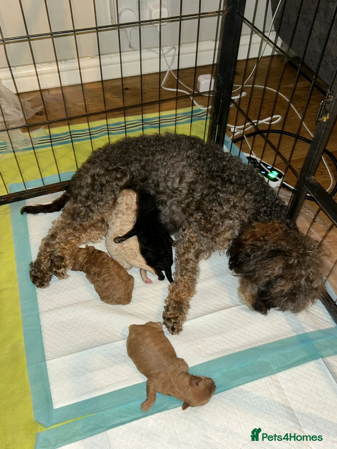 Cockapoo dogs for sale: Beautiful Cockapoos for sale - Advert 2