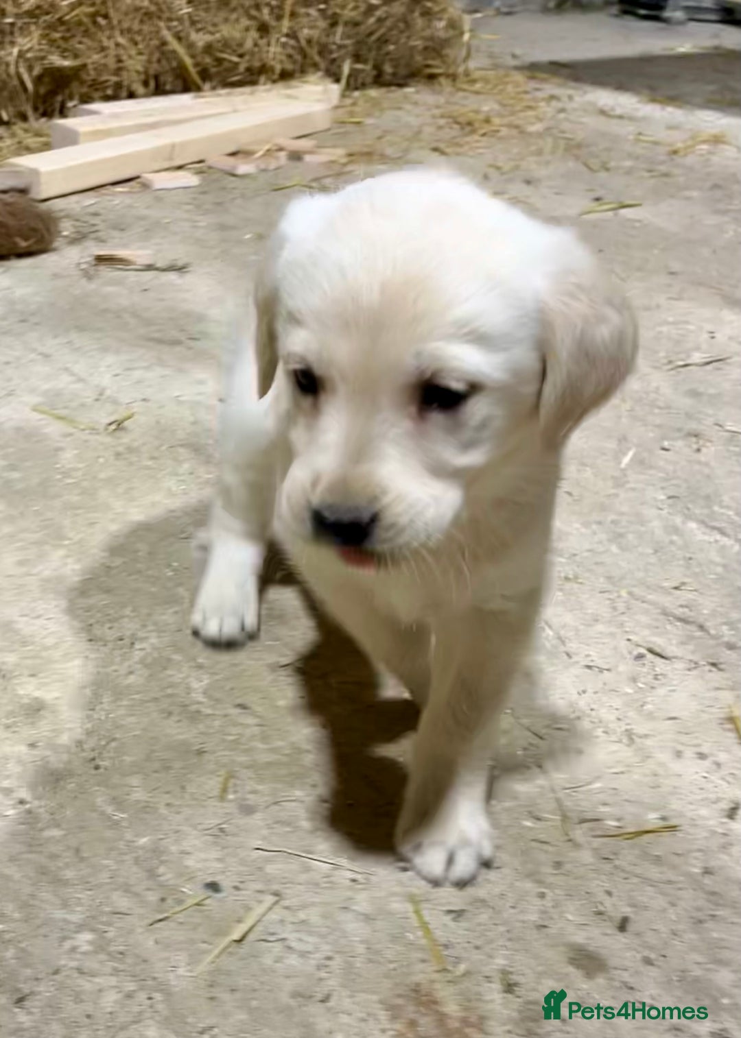 Labrador Retriever dogs for sale: Labrador Retriever Pups Ready for Forever Homes - Image 5