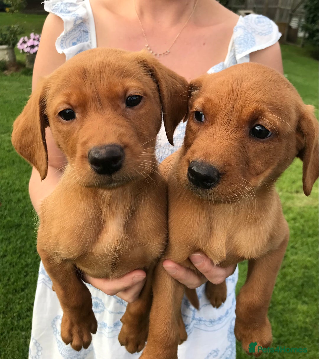 Labrador Retriever dogs for sale: FOX RED LABRADOR PUPPIES FOR SALE - Image 3
