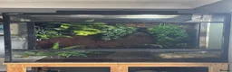 Frog reptiles for sale: Whites tree frogs x6 with terrarium  - Advert 2