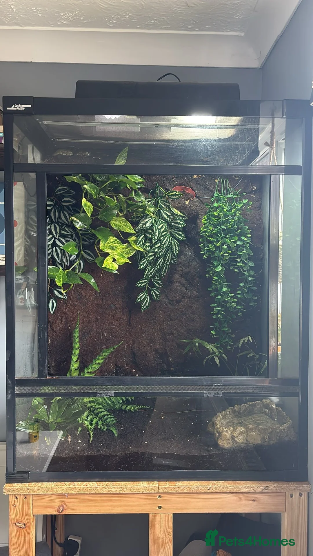 Frog reptiles for sale: Whites tree frogs x6 with terrarium  - Advert 2