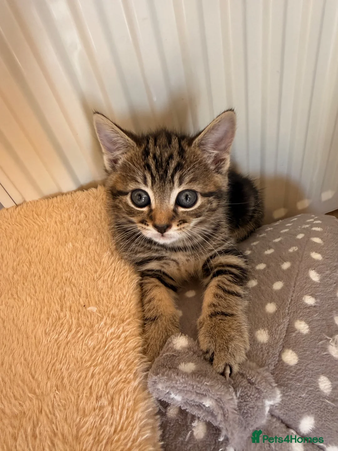 Mixed Breed cats for sale: Gorgeous Tabby Kittens - Advert 15