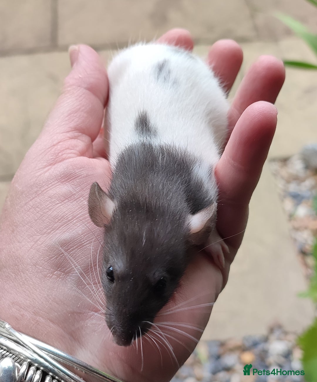 Rat rodents for sale: Agouti , cinnamon and black Dumbo rats  - Image 3