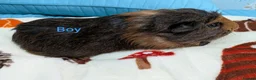 Guinea Pig rodents for sale: Baby guinea pigs for sale  - Advert 3