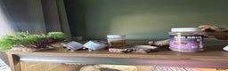 Bearded Dragon reptiles for sale: Bearded dragon and vivarium - Advert 5