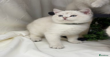 British Shorthair cats British shorthair kittens  silver/ golden TICA - Advert 5