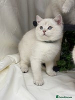 British Shorthair cats British shorthair kittens silver/ golden TICA - Advert 4