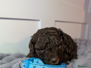 Toy Poodle dogs Pedigree Chocolate Toy Poodle - Advert 1