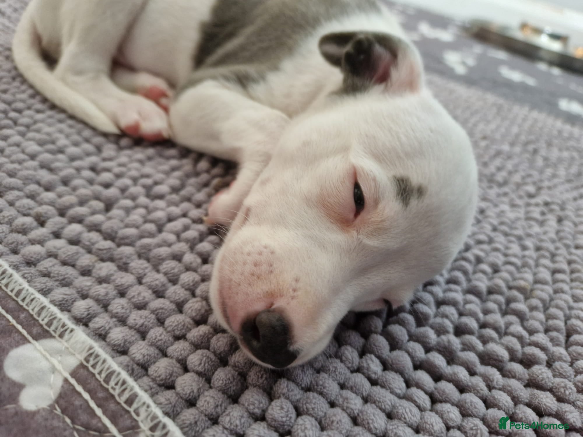 Whippet dogs Heart and DNA tested Blue Parti Whippet Puppies. - Advert 1