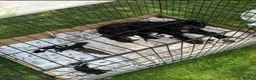 Cockapoo dogs for sale: Beautiful cockapoos  in Peterborough - Advert 31