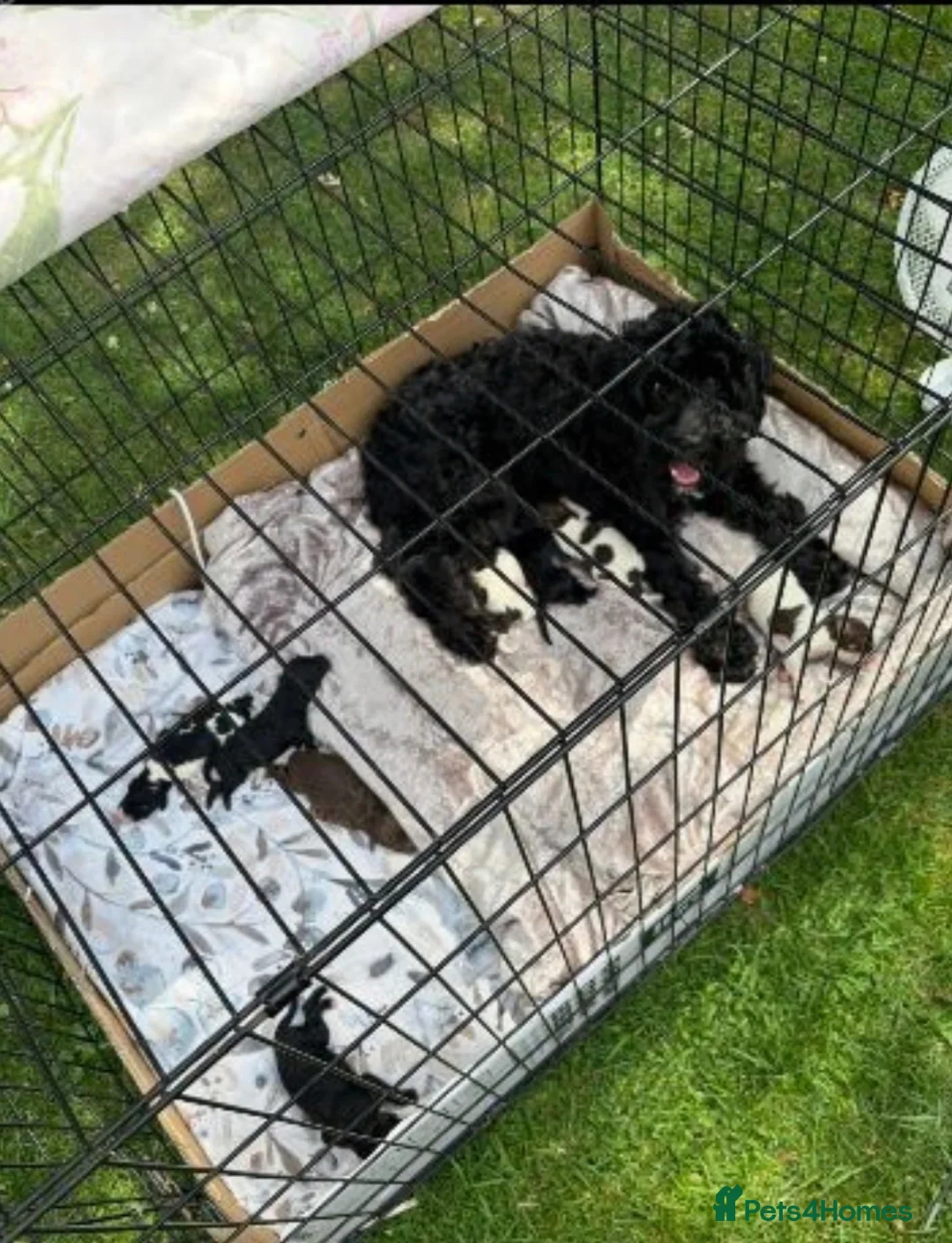 Cockapoo dogs for sale: Beautiful cockapoos  in Peterborough - Advert 31