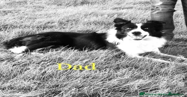 Border Collie dogs - Advert 13