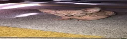 Sphynx cats for sale: 2 x sphynx female kittens  - Advert 14