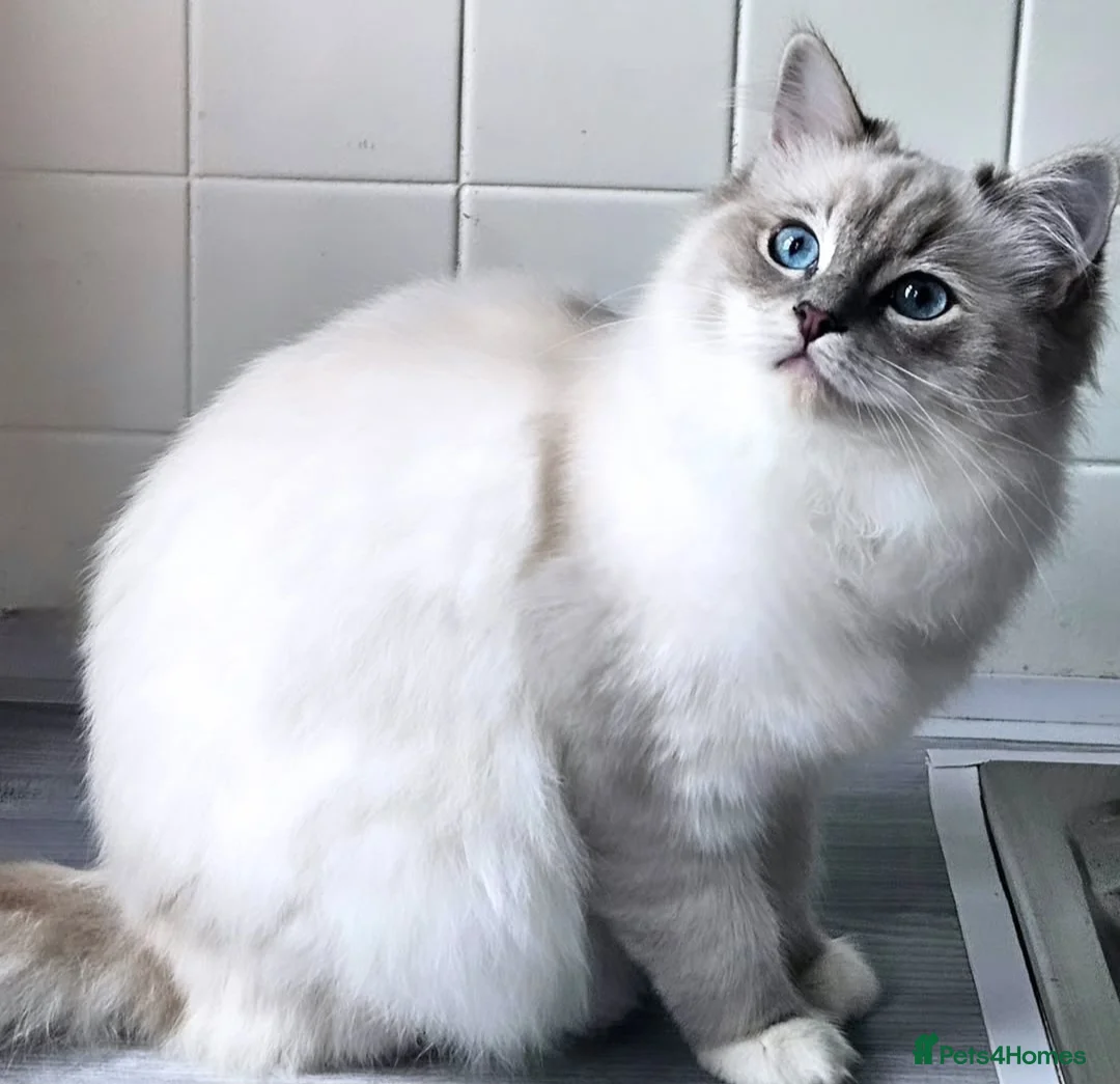 Ragdoll cats for sale: Tica active blue tabby ragdoll - Advert 3