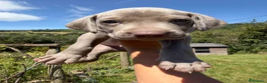 Blorange