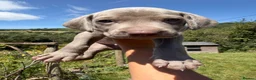 Weimaraner dogs for sale: Handsome male KC Registered Weimaraner pups  - Advert 37