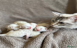 Ragdoll cats for sale: RAGDOLL KITTENS - LAST BOY 🐾🩵 - Image 10