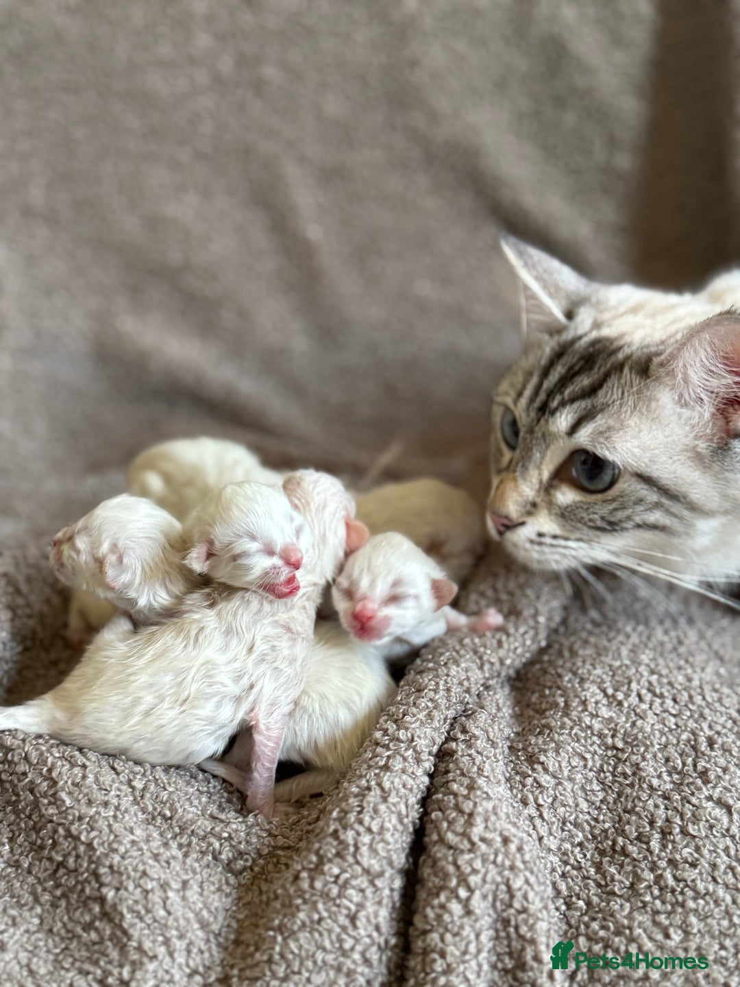 Ragdoll cats for sale: RAGDOLL KITTENS - LAST BOY 🐾🩵 - Image 10